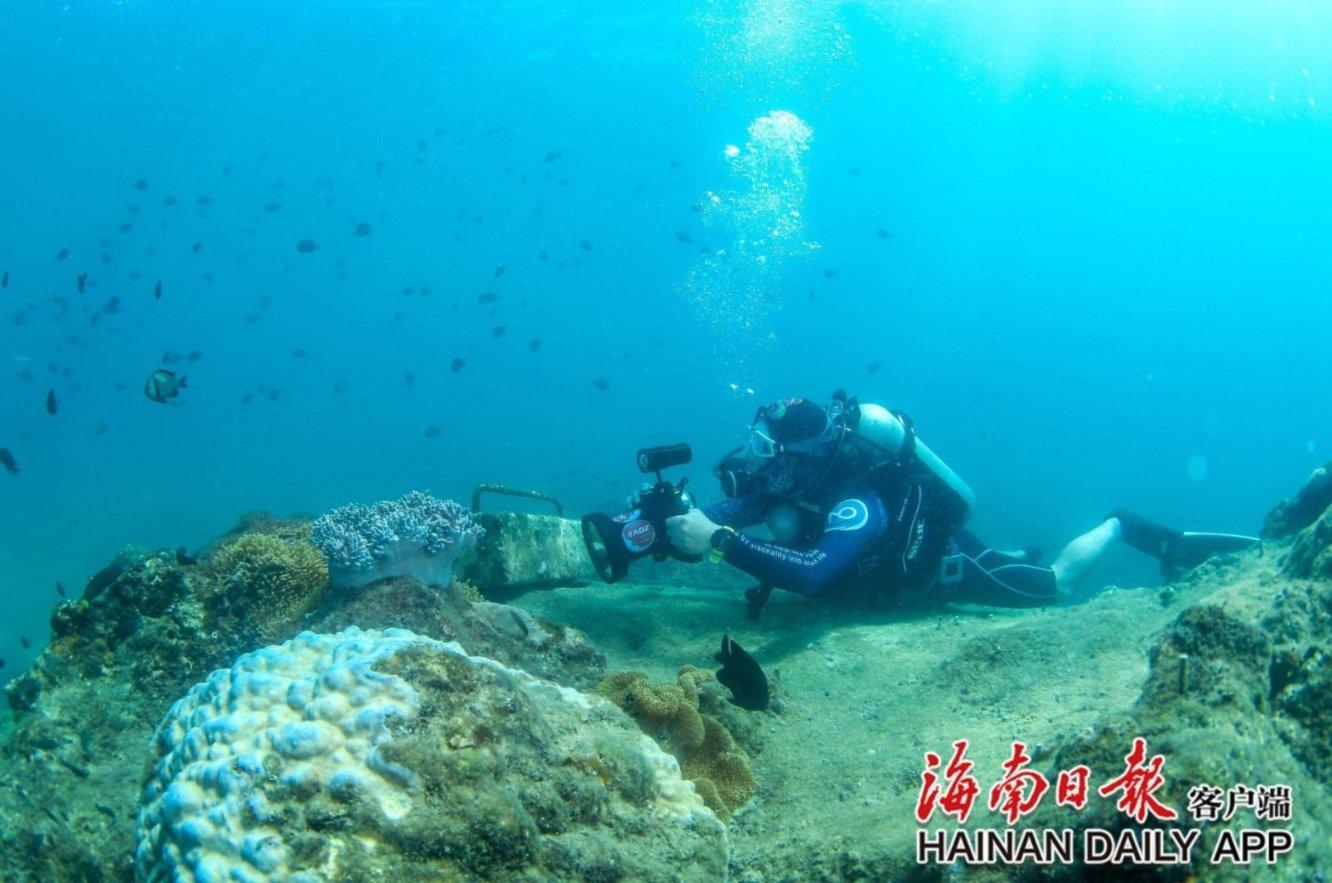 救援可爱的狮子